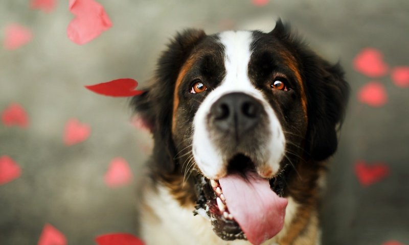 Обои морда, взгляд, собака, язык, сердечки, сенбернар, face, look, dog, language, hearts, st. bernard разрешение 1920x1200 Загрузить