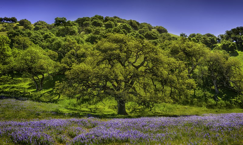 Обои небо, цветы, трава, деревья, холмы, природа, луг, люпин, the sky, flowers, grass, trees, hills, nature, meadow, lupin разрешение 2048x1367 Загрузить