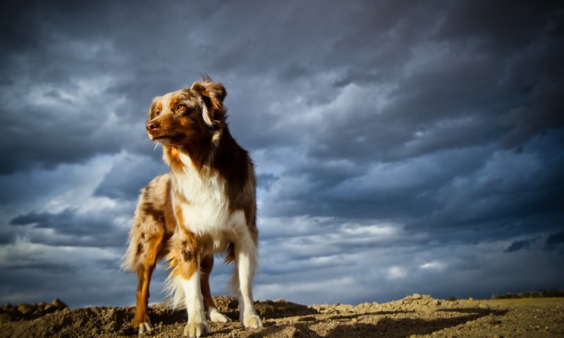 Обои небо, тучи, собака, австралийская овчарка, the sky, clouds, dog, australian shepherd разрешение 2560x1600 Загрузить