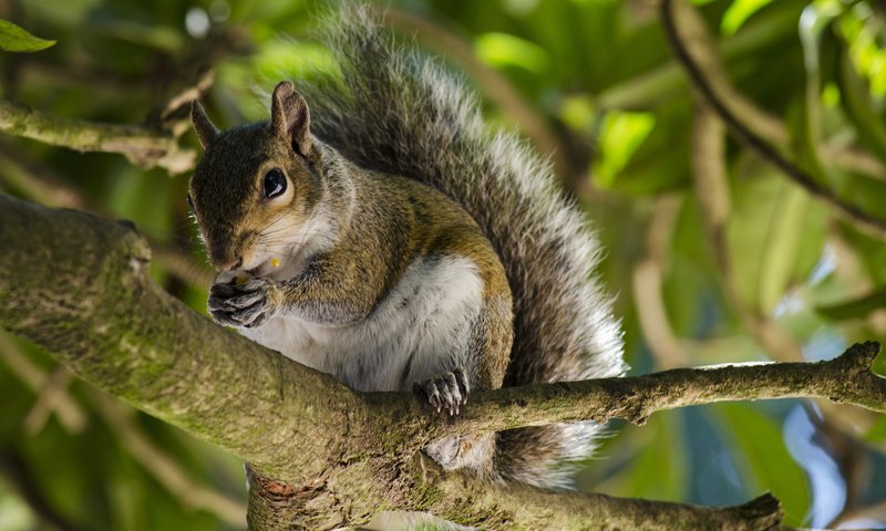 Обои дерево, животные, ветки, белка, белочка, tree, animals, branches, protein, squirrel разрешение 2048x1356 Загрузить