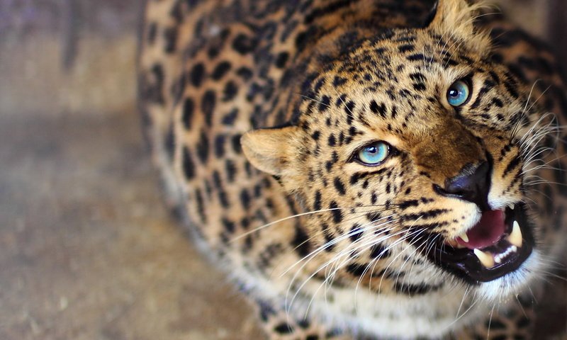 Обои морда, леопард, хищник, любопытство, оскал, face, leopard, predator, curiosity, grin разрешение 1920x1280 Загрузить