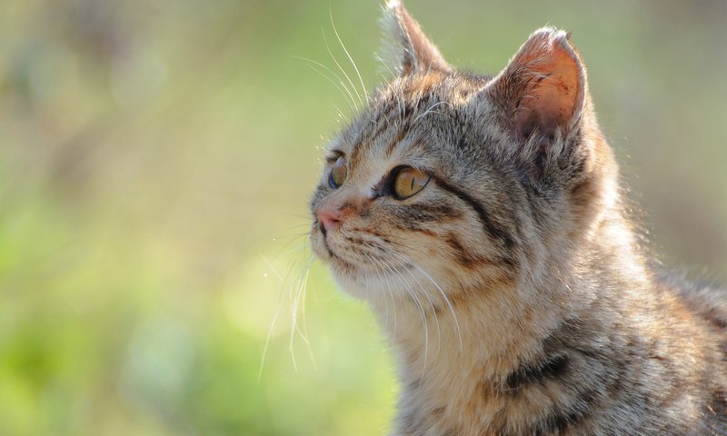 Обои морда, солнце, зелень, фокус камеры, кот, кошка, face, the sun, greens, the focus of the camera, cat разрешение 1920x1200 Загрузить