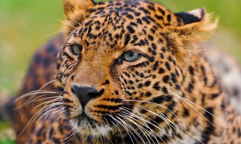 Обои морда, усы, лежит, леопард, хищник, любопытство, face, mustache, lies, leopard, predator, curiosity разрешение 2560x1700 Загрузить