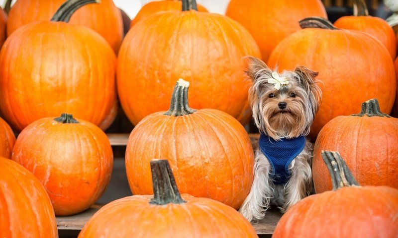 Обои фон, взгляд, тыквы, бантик, йоркширский терьер, cобака, background, look, pumpkin, bow, yorkshire terrier, dog разрешение 2137x1200 Загрузить