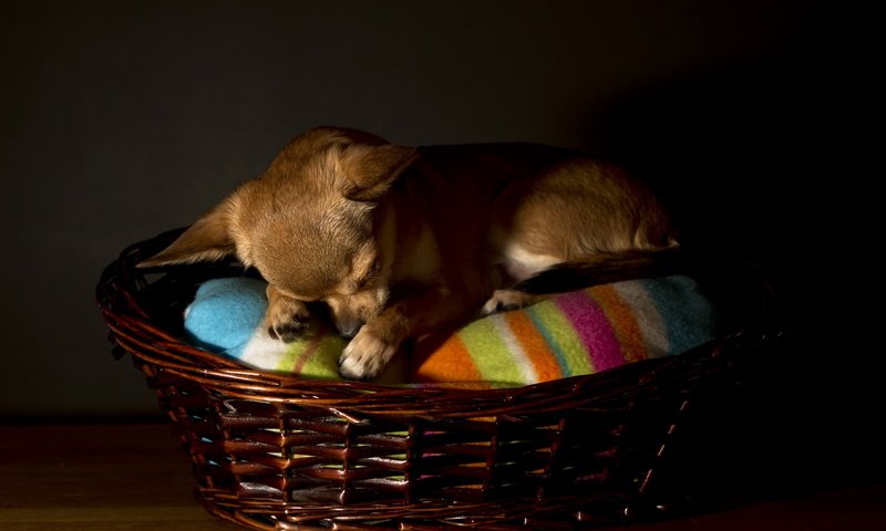 Обои сон, собака, корзина, чихуахуа, sleep, dog, basket, chihuahua разрешение 2560x1600 Загрузить