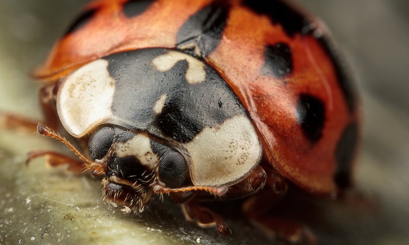 Обои жук, макро, насекомые, божья коровка, крупным планом, beetle, macro, insects, ladybug, closeup разрешение 1920x1200 Загрузить