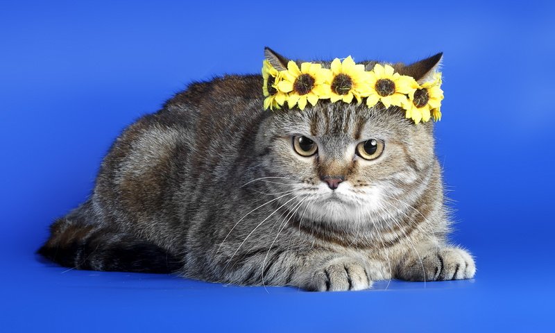 Обои фон, кот, кошка, серый, венок, полосатый, король кот, background, cat, grey, wreath, striped, king cat разрешение 2560x1600 Загрузить