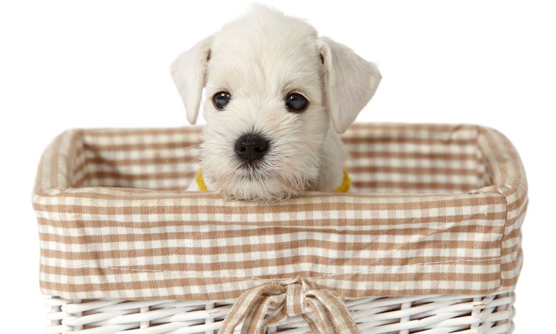 Обои взгляд, белый, собака, щенок, корзинка, милый щенок, look, white, dog, puppy, basket, cute puppy разрешение 2880x1800 Загрузить