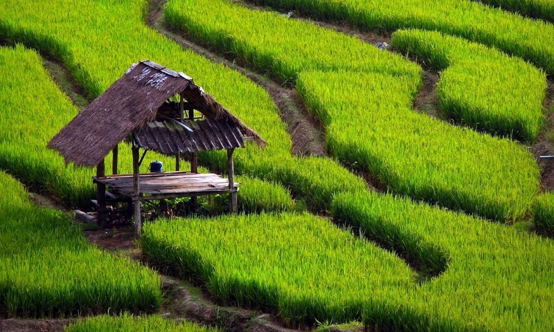 Обои трава, природа, стол, дорожки, навес, рисовые поля, grass, nature, table, track, canopy, rice fields разрешение 2560x1600 Загрузить