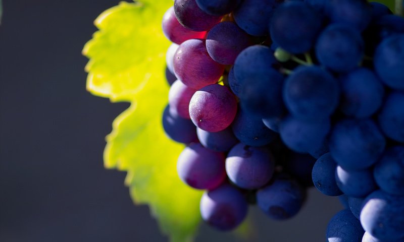 Обои природа, виноград, фрукты, грозди, nature, grapes, fruit, bunches разрешение 2560x1600 Загрузить