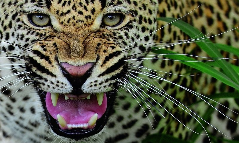 Обои морда, усы, леопард, клыки, хищник, оскал, face, mustache, leopard, fangs, predator, grin разрешение 1920x1200 Загрузить