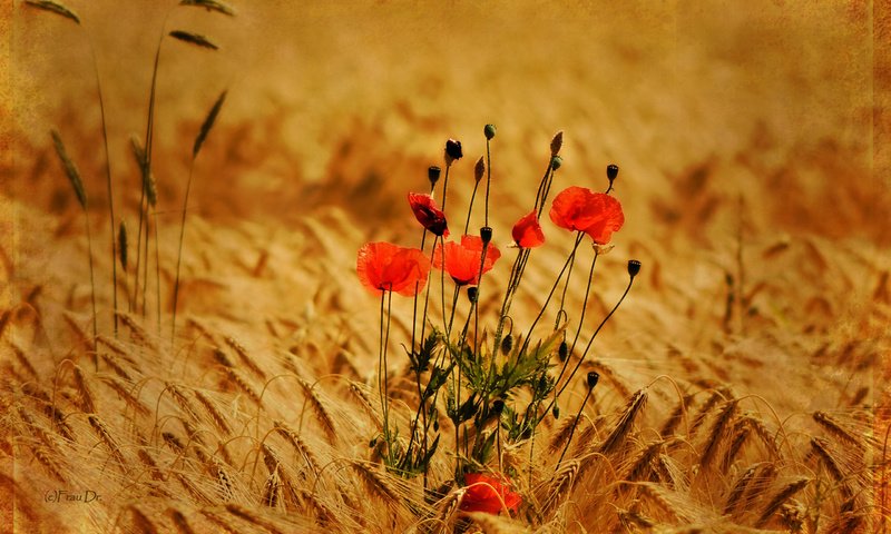 Обои цветы, природа, фон, поле, маки, пшеница, колоски, flowers, nature, background, field, maki, wheat, spikelets разрешение 2560x1600 Загрузить