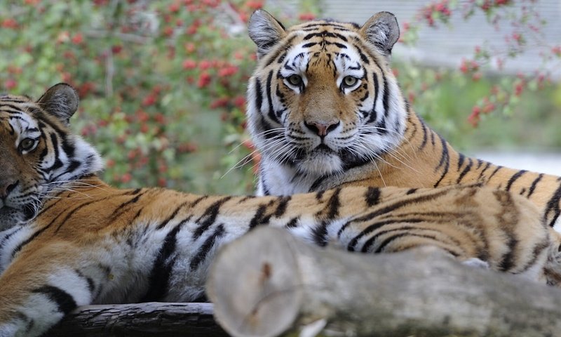 Обои тигр, парочка, отдых, кошки, tiger, a couple, stay, cats разрешение 2899x1080 Загрузить