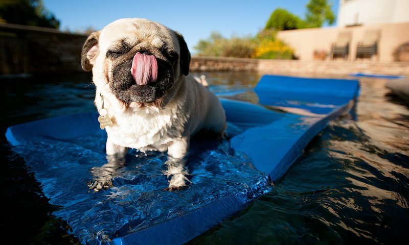 Обои вода, собака, бассейн, язык, мопс, коврик, water, dog, pool, language, pug, mat разрешение 2560x1600 Загрузить