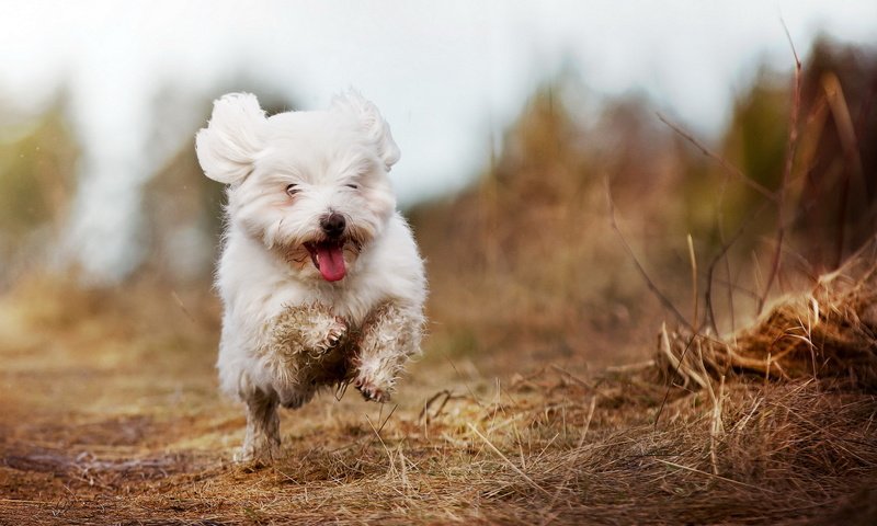 Обои собака, радость, бег, белая, болонка, гаванская, dog, joy, running, white, lapdog, havana разрешение 1920x1200 Загрузить