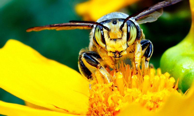 Обои желтый, цветок, насекомые, пчела, нектар, мед.цветок, yellow, flower, insects, bee, nectar, med.flower разрешение 1920x1200 Загрузить