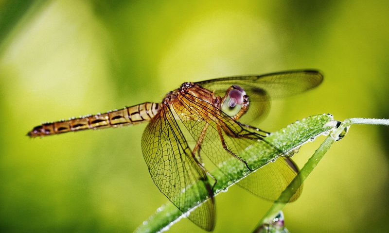 Обои глаза, макро, роса, крылья, насекомые, стрекоза, травинка, eyes, macro, rosa, wings, insects, dragonfly, a blade of grass разрешение 1920x1280 Загрузить