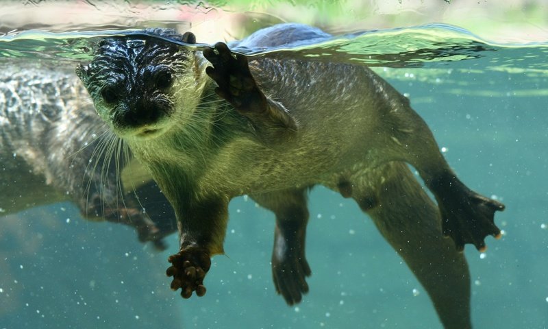 Обои вода, животные, мордочка, лапки, выдра, ницца, выдры, water, animals, muzzle, legs, otter, nice, otters разрешение 2560x1600 Загрузить