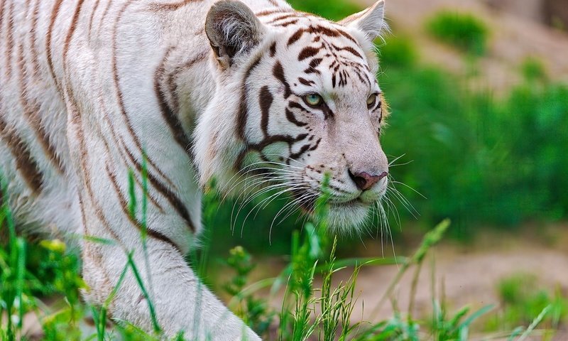 Обои тигр, морда, трава, белый, хищник, крадётся, waite tiger, tiger, face, grass, white, predator, sneaks разрешение 1920x1200 Загрузить