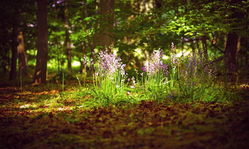 Обои свет, цветы, природа, лес, лето, light, flowers, nature, forest, summer разрешение 2560x1600 Загрузить