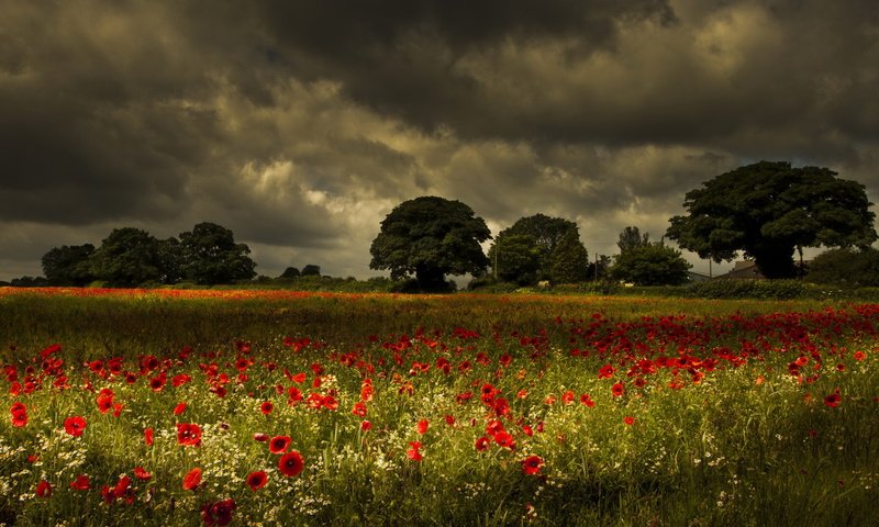 Обои цветы, деревья, природа, поле, маки, луг, ромашки, грозовое небо, flowers, trees, nature, field, maki, meadow, chamomile, stormy sky разрешение 1920x1200 Загрузить