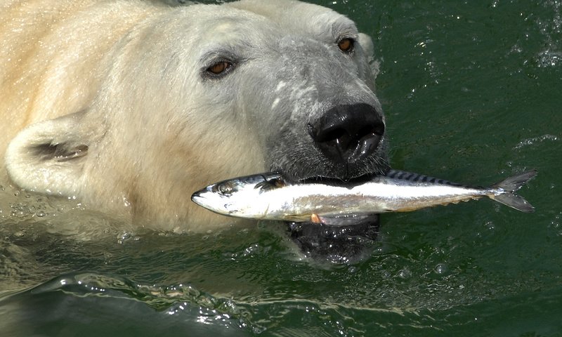 Обои вода, медведь, белый, рыба, скумбрия, полярный, северный, water, bear, white, fish, mackerel, polar, north разрешение 2200x1453 Загрузить