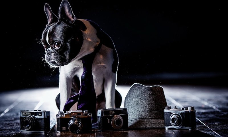 Обои фон, собака, шляпа, французский бульдог, фотоаппараты, background, dog, hat, french bulldog, cameras разрешение 2560x1600 Загрузить