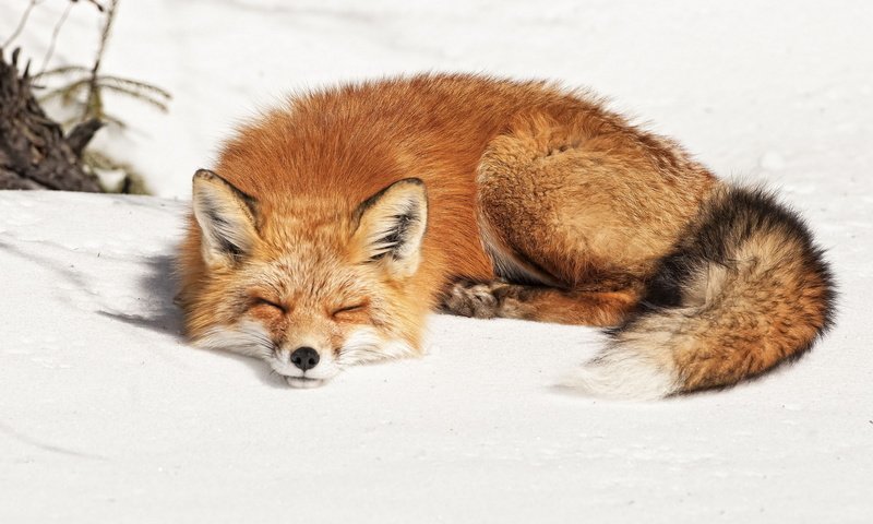 Обои снег, зима, спит, рыжая, лиса, лисица, snow, winter, sleeping, red, fox разрешение 1920x1200 Загрузить