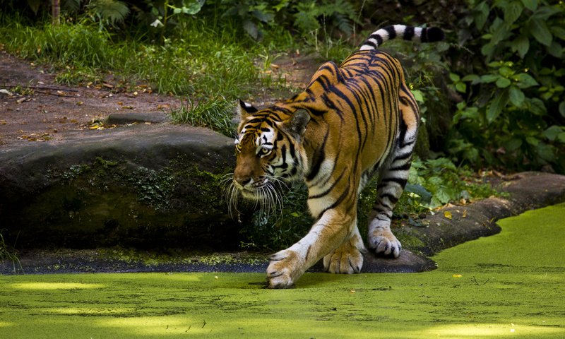 Обои тигр, вода, природа, хищник, дикая кошка, тина, tiger, water, nature, predator, wild cat, tina разрешение 1920x1280 Загрузить