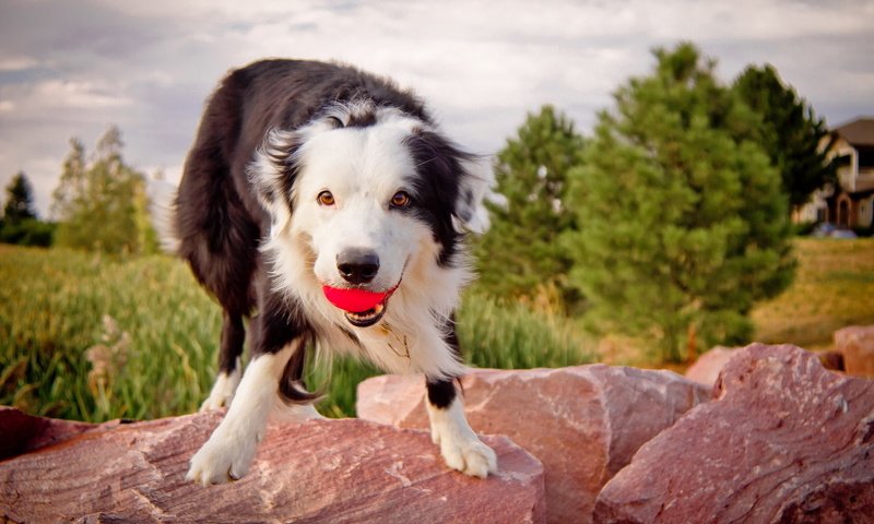 Обои камни, собака, мячик, бордер колли.взгляд, бордер колли, stones, dog, the ball, border collie.look, border collie разрешение 1920x1280 Загрузить