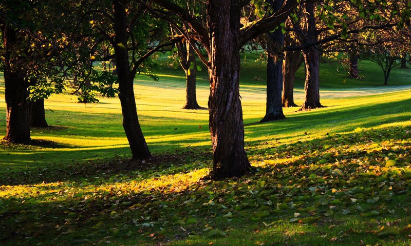 Обои трава, деревья, листья, парк, осень, солнечный день, grass, trees, leaves, park, autumn, sunny day разрешение 1920x1200 Загрузить