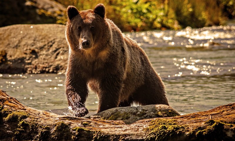 Обои вода, река, природа, медведь, water, river, nature, bear разрешение 2560x1600 Загрузить