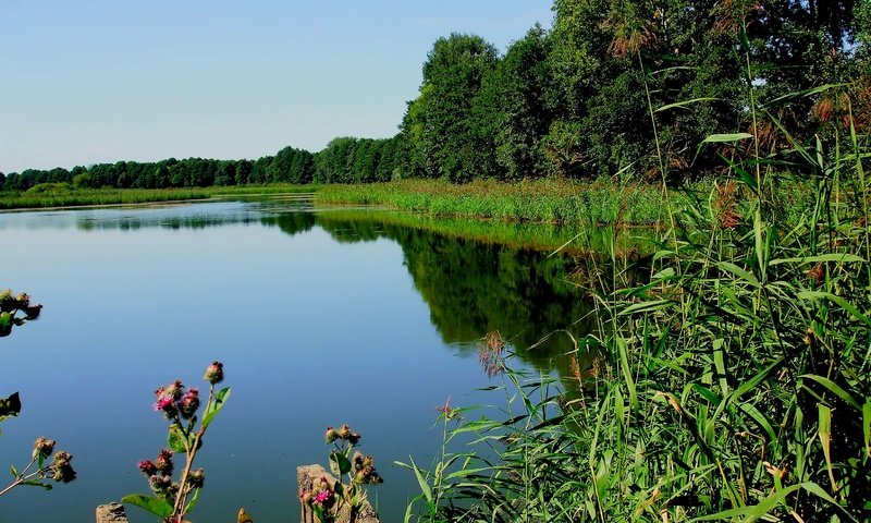 Обои трава, деревья, озеро, река, растение, grass, trees, lake, river, plant разрешение 3296x2472 Загрузить