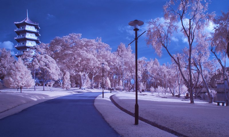 Обои лепестки, япония, сакура, petals, japan, sakura разрешение 3310x2206 Загрузить