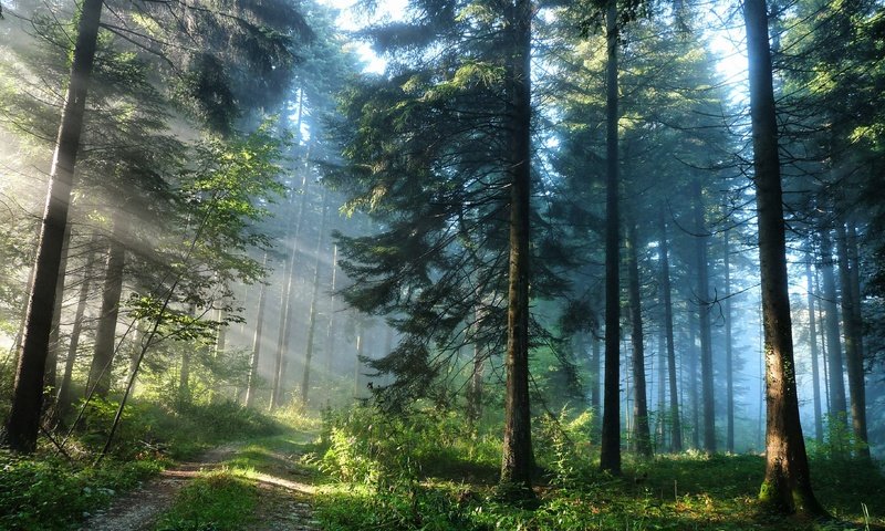 Обои солнце, лес, the sun, forest разрешение 3637x2725 Загрузить