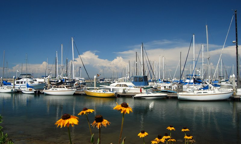 Обои цветы, море, яхты, flowers, sea, yachts разрешение 3872x2592 Загрузить