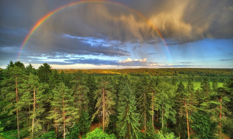 Обои лес, радуга, forest, rainbow разрешение 5315x3543 Загрузить