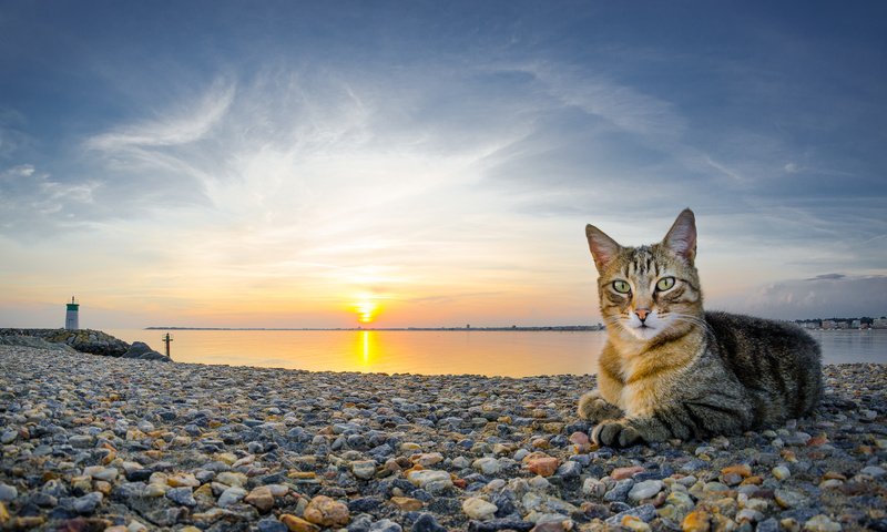 Обои камни, закат, пляж, кот, кошка, stones, sunset, beach, cat разрешение 4420x2486 Загрузить