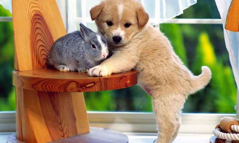 Обои собака, щенок, кролик, дружба, друзья, крольчонок, dog, puppy, rabbit, friendship, friends разрешение 2560x1920 Загрузить