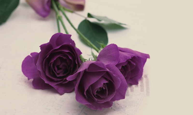 Обои розы, букет, фиолетовый цвет, roses, bouquet, the color purple разрешение 2560x1600 Загрузить