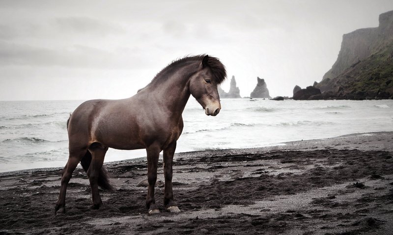 Обои лошадь, природа, море, конь, исландский жеребец, horse, nature, sea, icelandic stallion разрешение 1920x1200 Загрузить