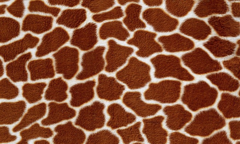 Обои текстура, фон, жираф, мех, texture, background, giraffe, fur разрешение 2560x1600 Загрузить