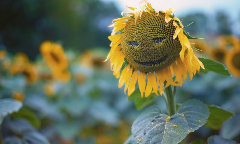 Обои природа, листья, подсолнух, krasivo, podsolnux, удыбка, nature, leaves, sunflower, ulybka разрешение 2560x1600 Загрузить