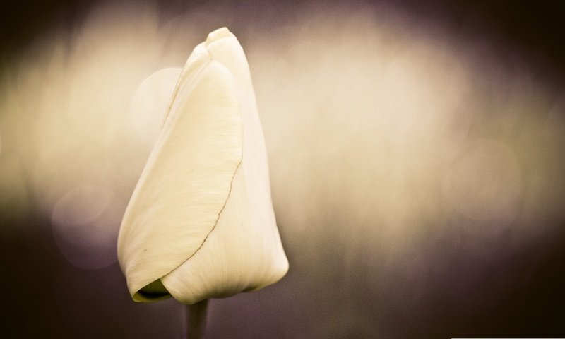 Обои белый, бутон, тюльпан, cvetok, tyulpan, buton, нераскрывшийся бутон, white, bud, tulip, unopened bud разрешение 1920x1200 Загрузить