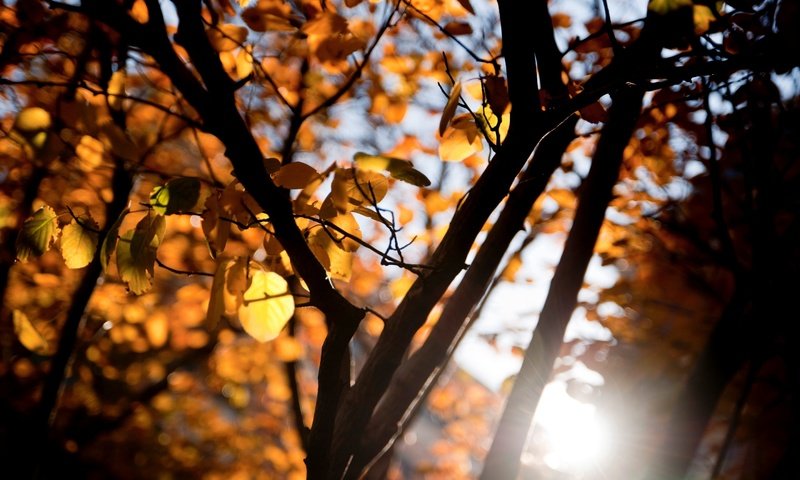 Обои дерево, листья, макро, ветки, осень, tree, leaves, macro, branches, autumn разрешение 2880x1800 Загрузить