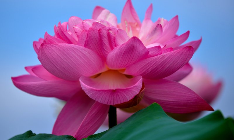 Обои макро, цветок, лотос, розовый лотос, macro, flower, lotus, pink lotus разрешение 2880x1800 Загрузить