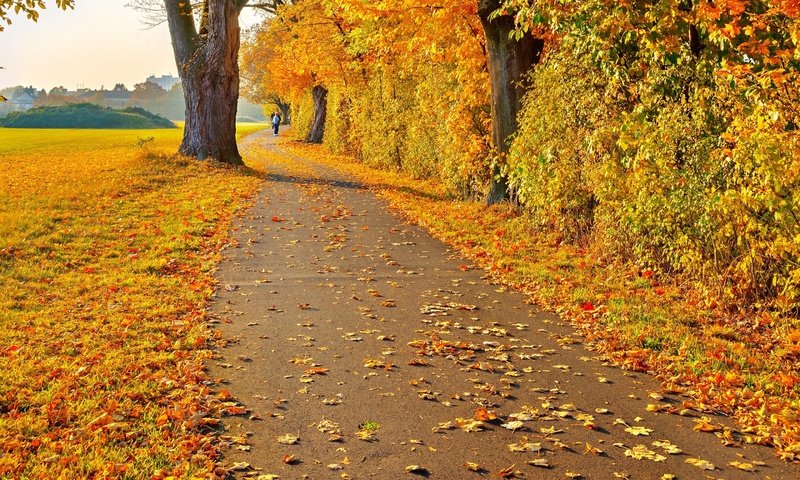 Обои дорога, деревья, листья, пейзаж, осень, человек, желтые, road, trees, leaves, landscape, autumn, people, yellow разрешение 2880x1800 Загрузить