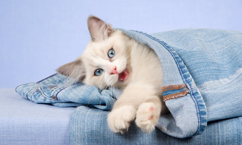 Обои кошка, взгляд, котенок, джинсы, голубые глаза, cat, look, kitty, jeans, blue eyes разрешение 2880x1800 Загрузить