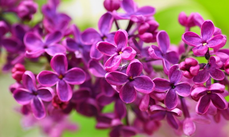 Обои цветы, природа, макро, лепестки, весна, сирень, flowers, nature, macro, petals, spring, lilac разрешение 2560x1600 Загрузить