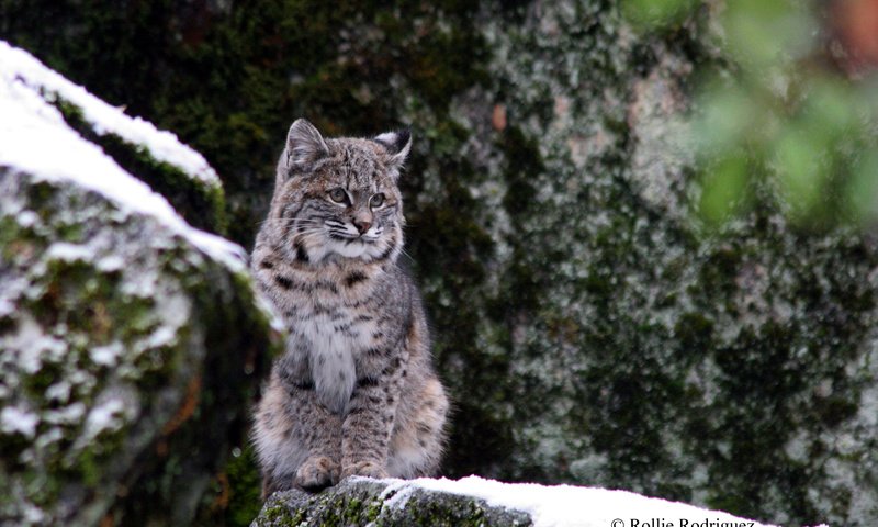 Обои снег, зима, рысь, дикая кошка, йосемитский национальный парк, snow, winter, lynx, wild cat, yosemite national park разрешение 2880x1800 Загрузить